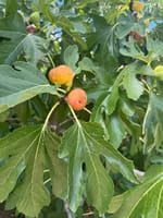 Fichi, sole e friulane: il gusto dolce della fine dell’estate