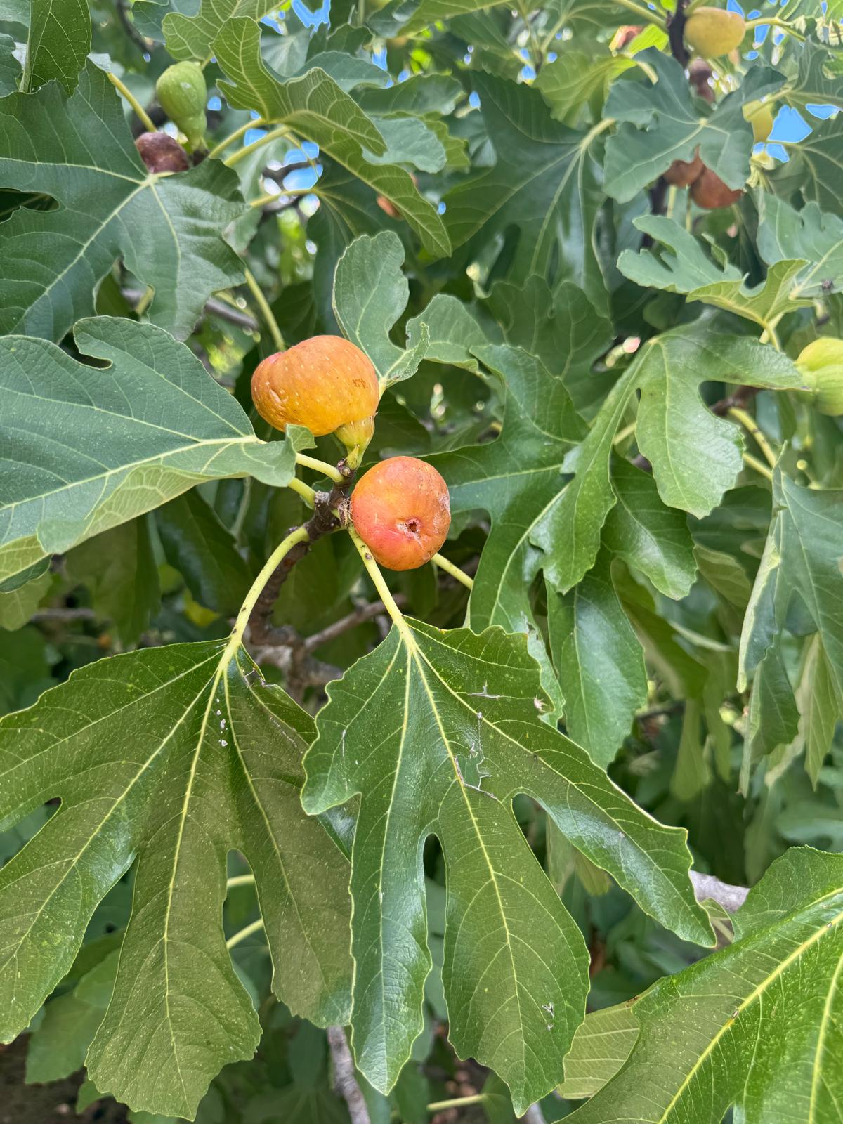 Fichi, sole e friulane: il gusto dolce della fine dell’estate